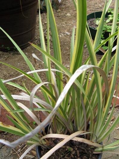 Dietes spp